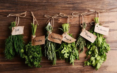 Les herbes aromatiques de l’automne