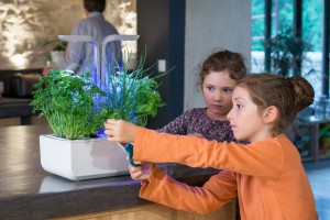 véritable potager famille