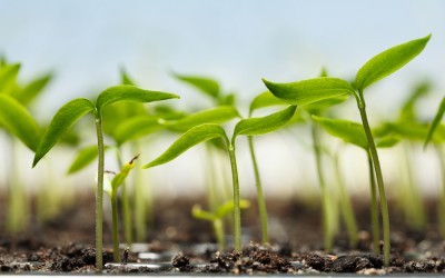 Nos 3 bonnes raisons de se mettre au jardinage d’intérieur !