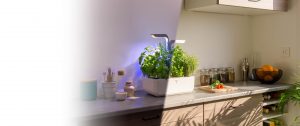 jardin d'intérieur Veritable Smart dans une cuisine