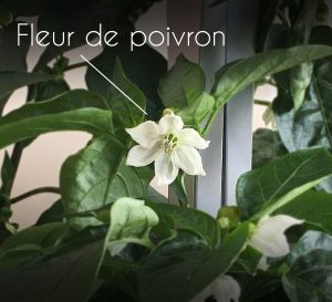 fleur de poivron des jardinières d'intérieur Veritable