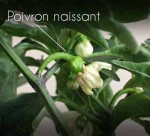 poivron naissant des jardinières d'intérieur Veritable