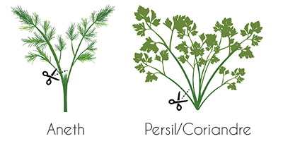 comment bien couper ses plantes aromatiques aneth, coriandre et persil bio des jardins d'intérieur Véritable
