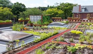 Jardins sur les toits de Paris