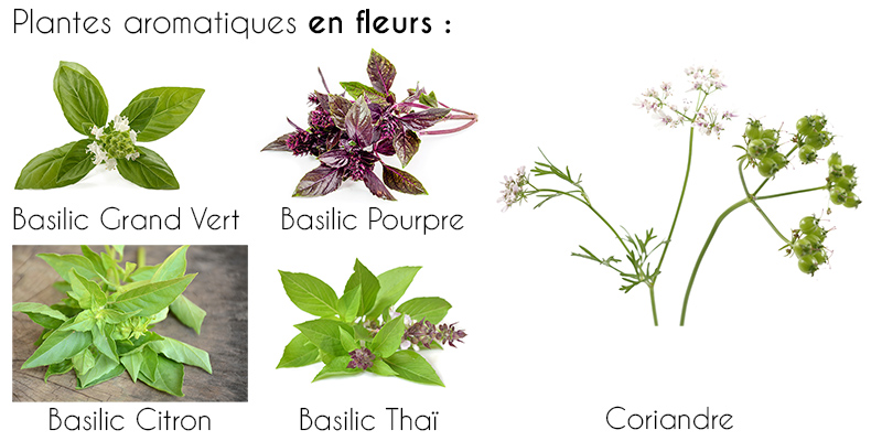 images de fleurs de plantes aromatiques bio coriandre et baslic