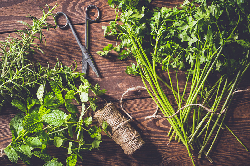 Bien récolter les plantes aromatiques de son jardin d’intérieur