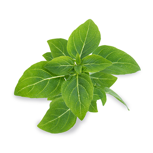 basilic fin vert nain ou basilic petites feuilles