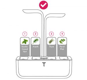 Disposition basilic, aneth, thym, persil, potager veritable