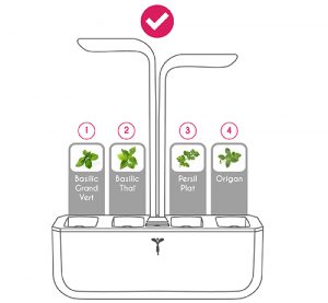 disposition correcte pour le kit de plantes basilic grand vert, basilic thai, persil et origan, dans le potager veritable