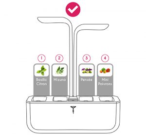 Disposition des Lingots Mizuna, Basilic Citron, Mini Poivrons et Pensée dans le Potager Véritable