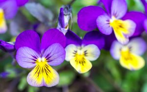 Fleur de pensées violettes