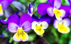 Fleurs de pensée violettes