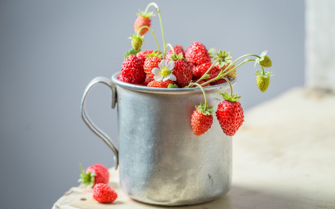 Nos conseils pour cultiver des fraises des bois dans son potager d’intérieur Véritable®