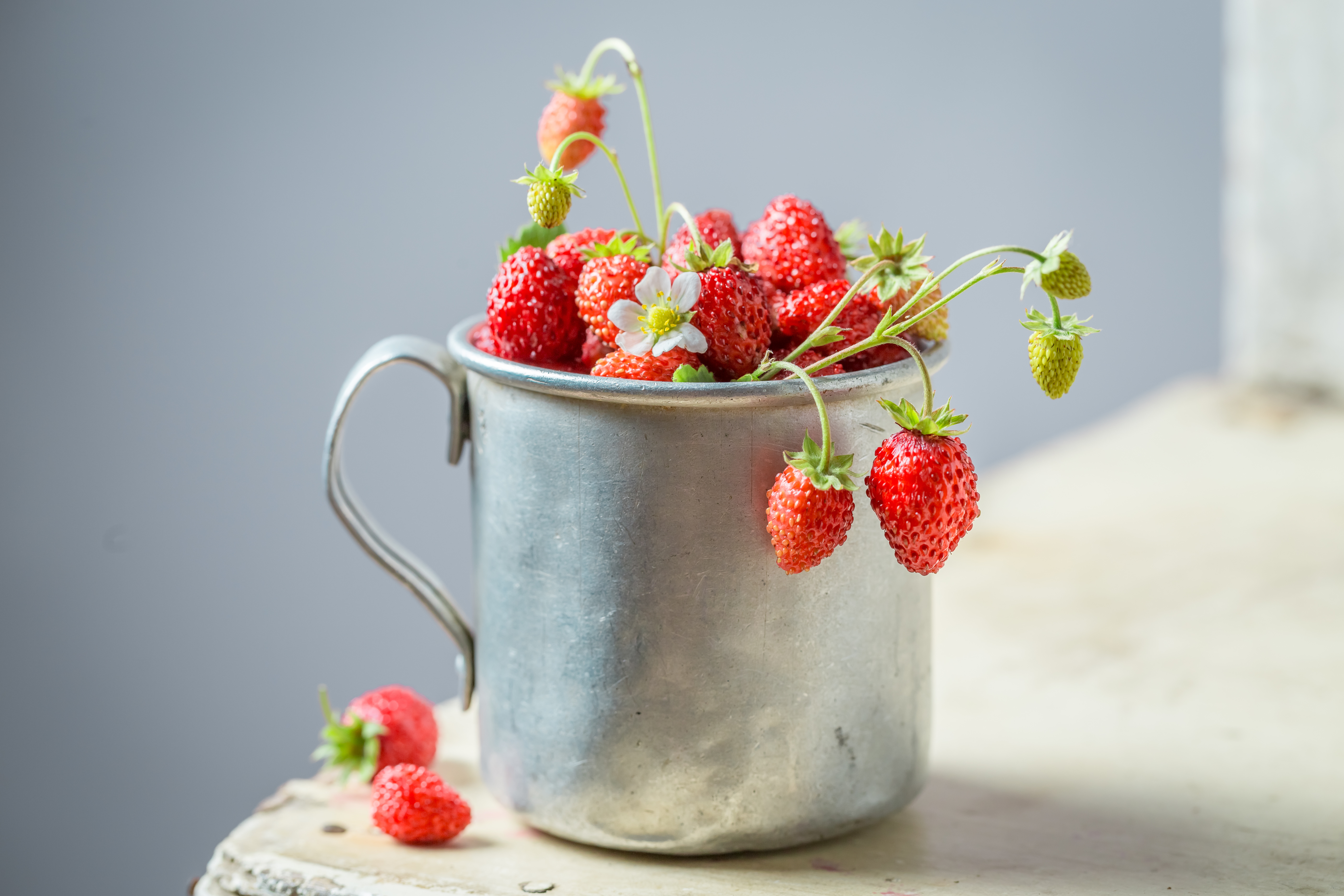Nos conseils pour cultiver des fraises des bois dans son potager  d'intérieur Véritable® - Véritable