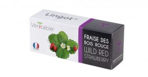 fraises des bois veritable potager