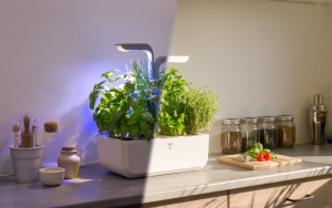 comment-choisir-son-potager-interieur-autonome